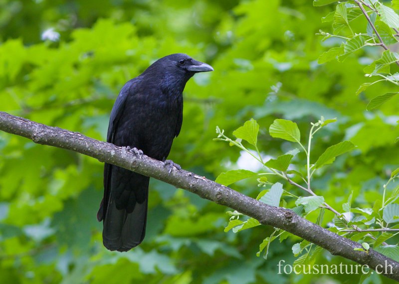 Corneille 6856.jpg - Corneille noire - Carrion Crow - Corvus corone (Conches, Genève, mai 2013)